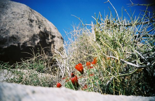 We took a one mile nature walk and I was winded as I have never been. The flowers were pretty, though.